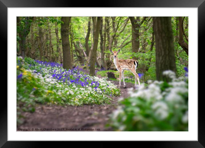 Deer In A Bluebell Wood Framed Mounted Print by Alison Chambers