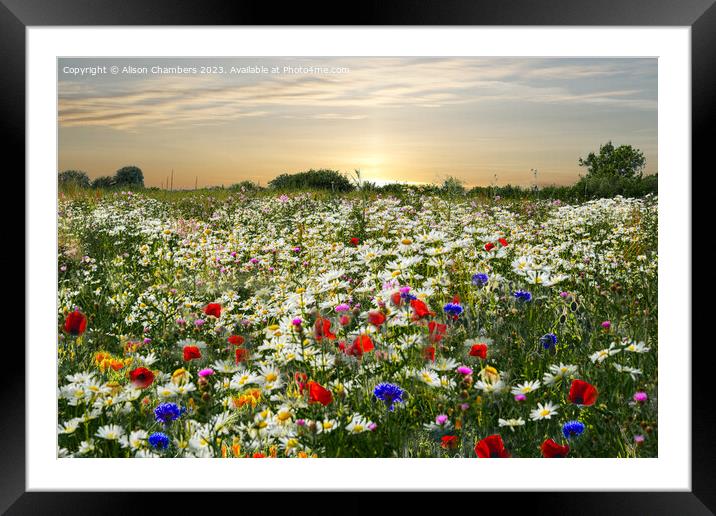 Wildflower Meadow  Framed Mounted Print by Alison Chambers
