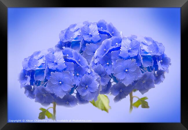 Blue Hydrangea  Framed Print by Alison Chambers