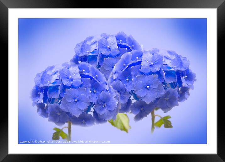 Blue Hydrangea  Framed Mounted Print by Alison Chambers