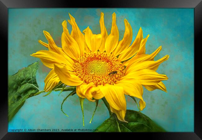 Sunflower Framed Print by Alison Chambers