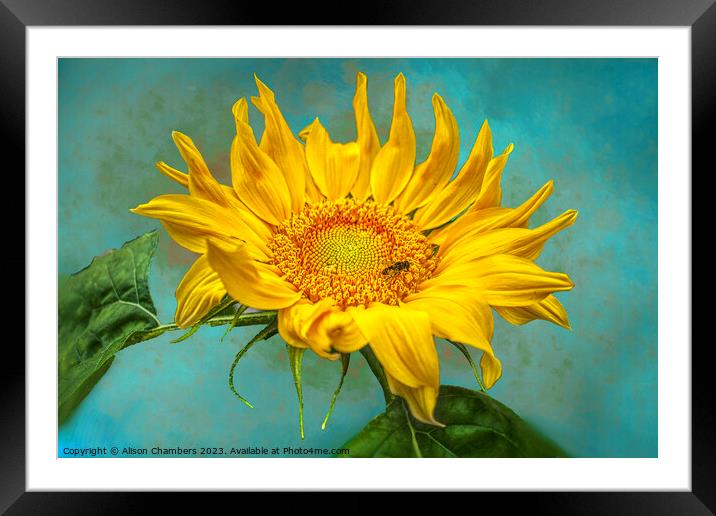 Sunflower Framed Mounted Print by Alison Chambers