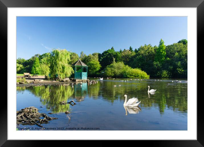 Golden Acre Park Leeds Framed Mounted Print by Alison Chambers