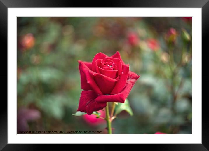 Single Red Rose Framed Mounted Print by Alison Chambers