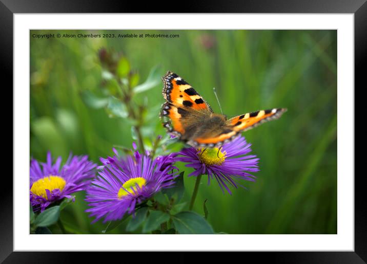 A Butterfly Fluttered By Framed Mounted Print by Alison Chambers