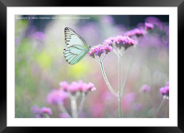Butterfly on Verbena Framed Mounted Print by Alison Chambers