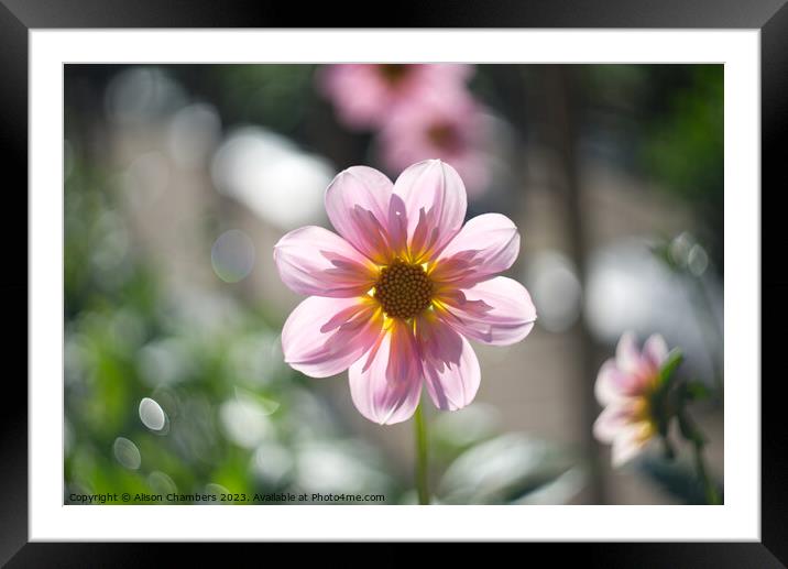 Sunlit Dahlia Flower Framed Mounted Print by Alison Chambers