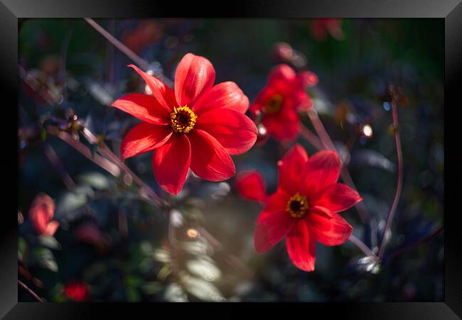 Dancing Red Dahlias Framed Print by Alison Chambers