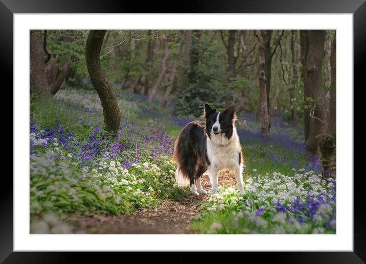 Border Collie Framed Mounted Print by Alison Chambers