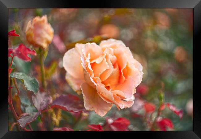 Garden Rose Framed Print by Alison Chambers