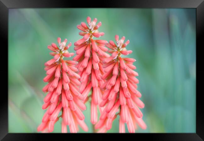 Kniphofia Red Hot Poker Flowers Framed Print by Alison Chambers