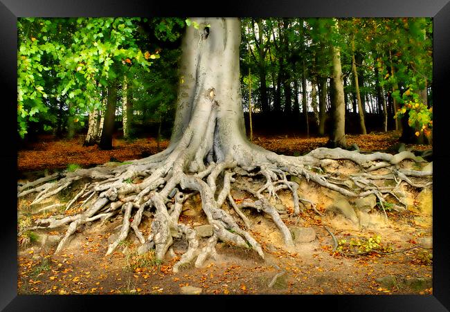 Newmillerdam Tree Roots Framed Print by Alison Chambers