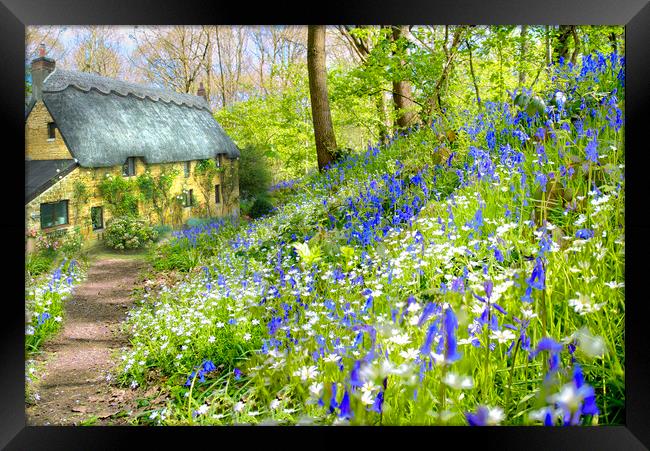 Cottage Bluebell Wood Framed Print by Alison Chambers