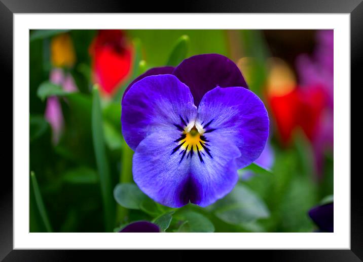Pansy Perfection Framed Mounted Print by Alison Chambers