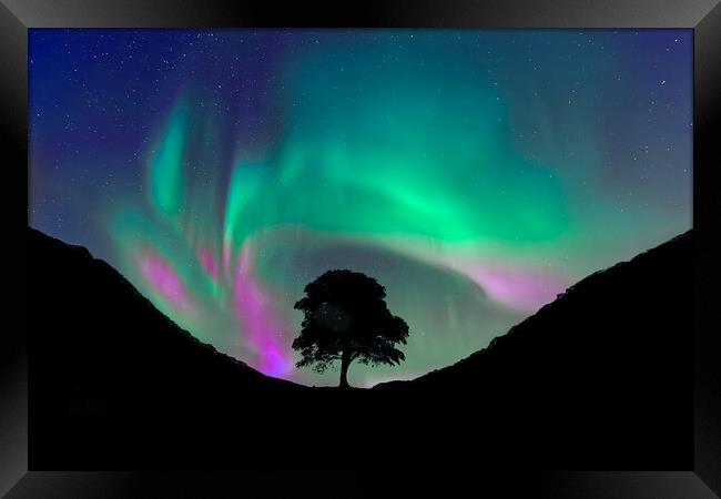 Sycamore Gap Framed Print by Alison Chambers