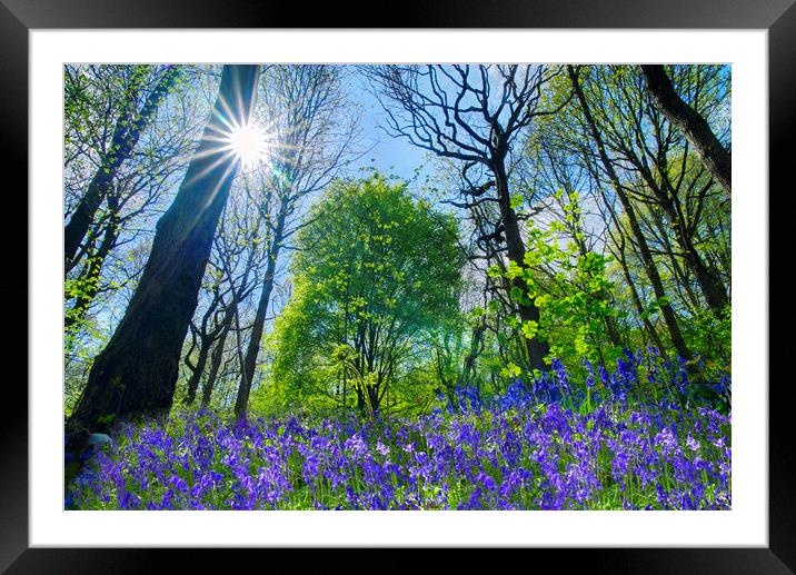 Bluebells Framed Mounted Print by Alison Chambers