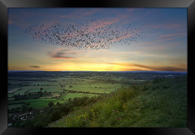 Somerset Levels Starling Murmuration Framed Print by Alison Chambers