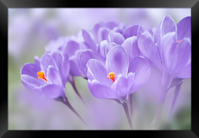 Crocuses Framed Print by Alison Chambers