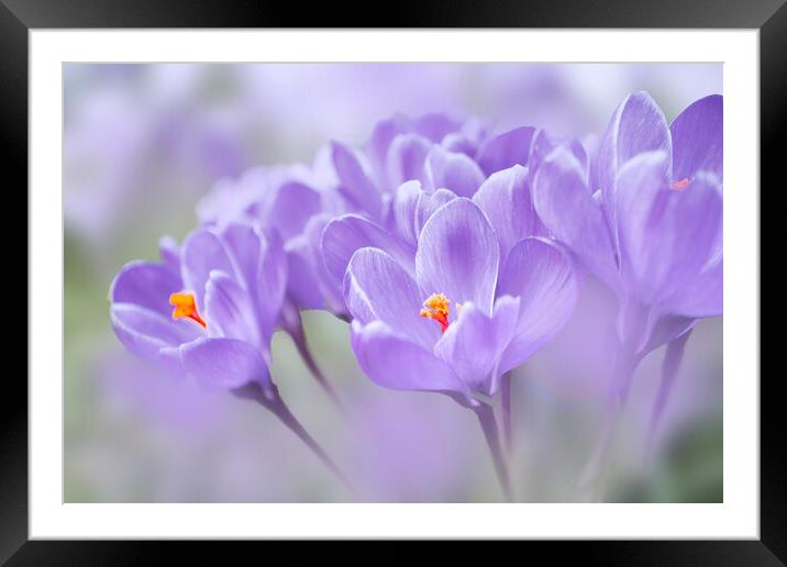 Crocuses Framed Mounted Print by Alison Chambers