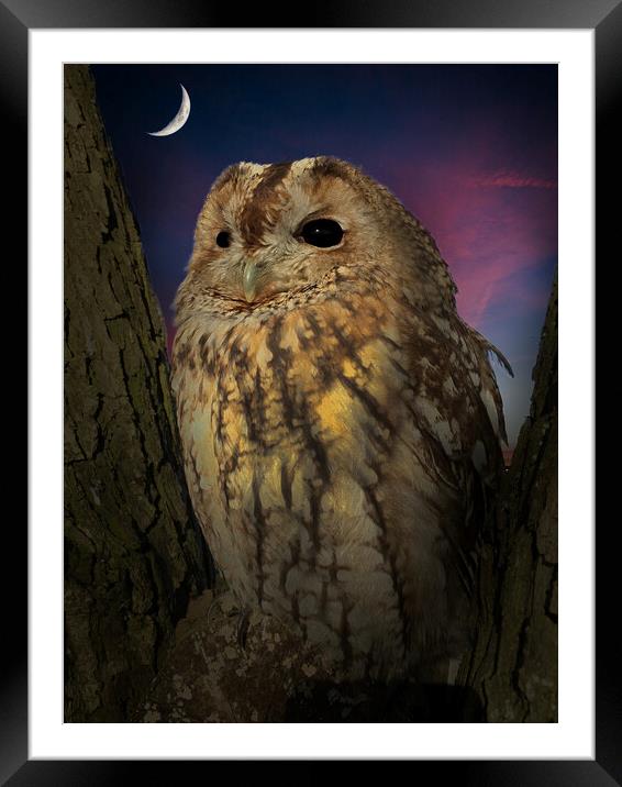 Tawny Owl Framed Mounted Print by Alison Chambers