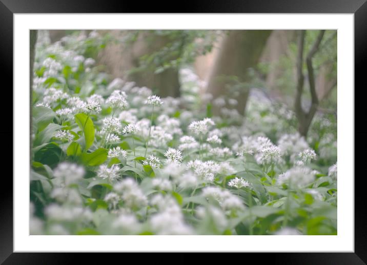 Wild Garlic Flowers Framed Mounted Print by Alison Chambers
