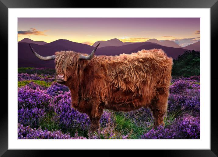 Highland Cow Framed Mounted Print by Alison Chambers