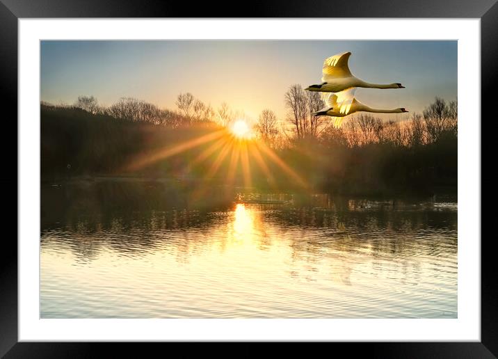 Flying Sunrise Swans Framed Mounted Print by Alison Chambers