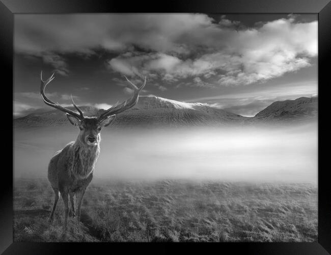 Inquisitive Highland Stag Framed Print by Alison Chambers