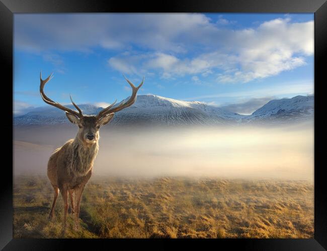 Scottish Highland Stag Framed Print by Alison Chambers