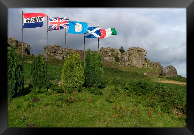 Ilkley Moor Cow Calf and Flags Framed Print by Alison Chambers