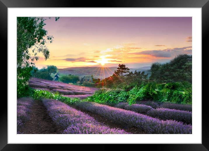 Yorkshire Lavender Fields Framed Mounted Print by Alison Chambers