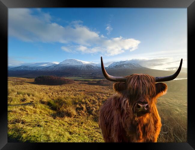 Highland Cow at Loch Tulla  Framed Print by Alison Chambers