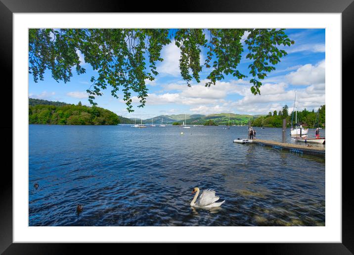 Lake Windermere Swan Framed Mounted Print by Alison Chambers