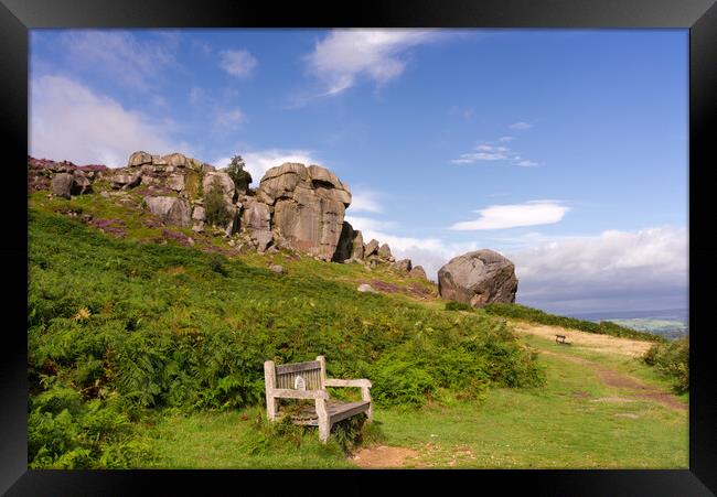 Cow and Calf Ilkley Moor Framed Print by Alison Chambers