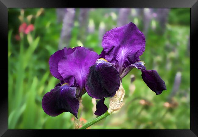 Purple Bearded Irises Framed Print by Alison Chambers