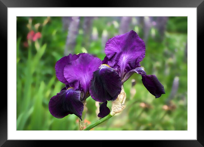 Purple Bearded Irises Framed Mounted Print by Alison Chambers