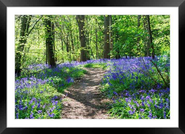 Bluebells Framed Mounted Print by Alison Chambers