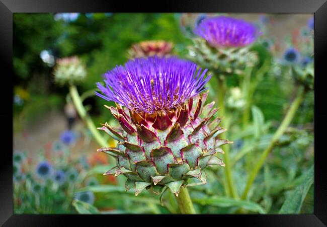 Scottish Thistle  Framed Print by Alison Chambers