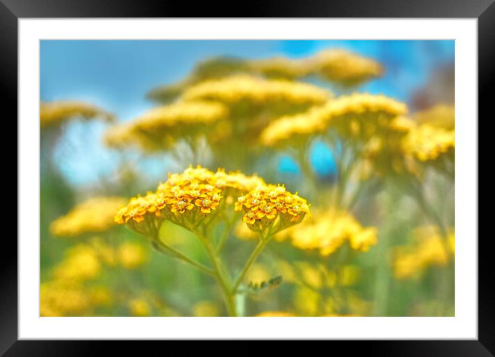 Yarrow Framed Mounted Print by Alison Chambers