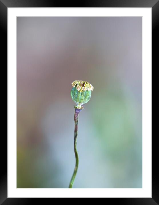 Poppy Seed Head Framed Mounted Print by Alison Chambers
