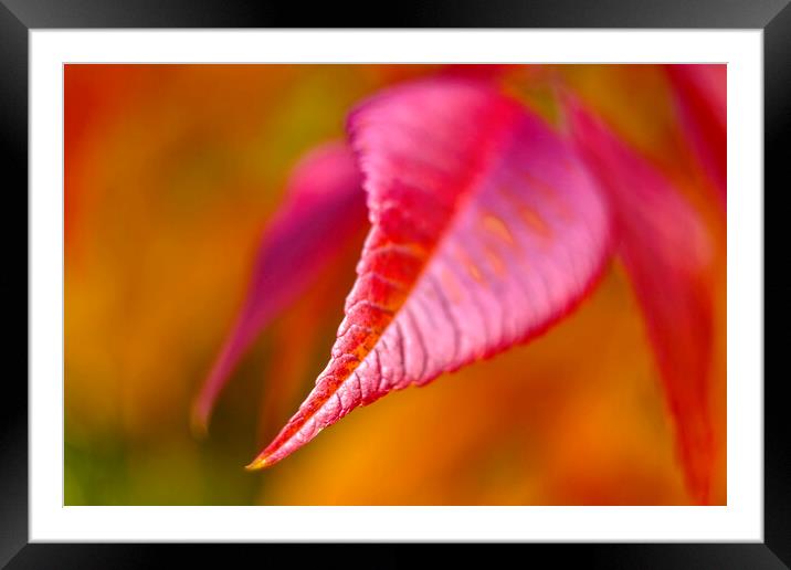 Autumn Leaf Framed Mounted Print by Alison Chambers