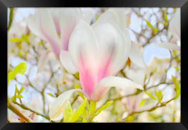 Magnolia Blossom Framed Print by Alison Chambers