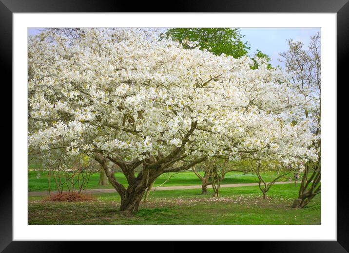 Cherry Blossom Tree Framed Mounted Print by Alison Chambers