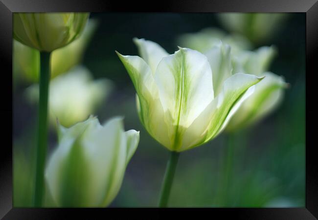 Tulips Framed Print by Alison Chambers