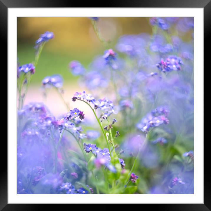 Forget Me Nots Framed Mounted Print by Alison Chambers