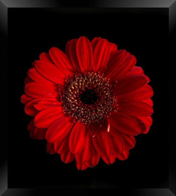 Red Gerbera Flower Framed Print by Alison Chambers