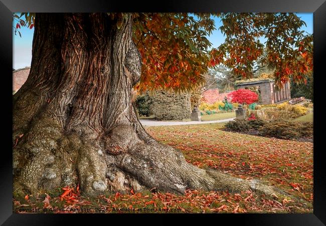 Cannon Hall Old Chestnut Tree Framed Print by Alison Chambers