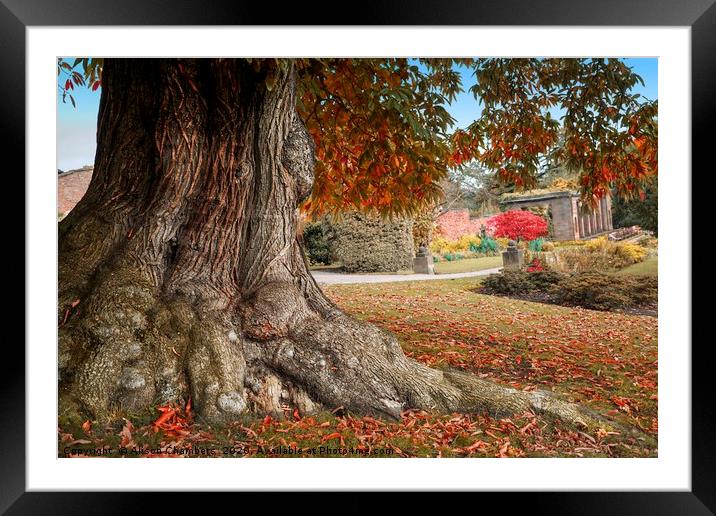 Cannon Hall Old Chestnut Tree Framed Mounted Print by Alison Chambers