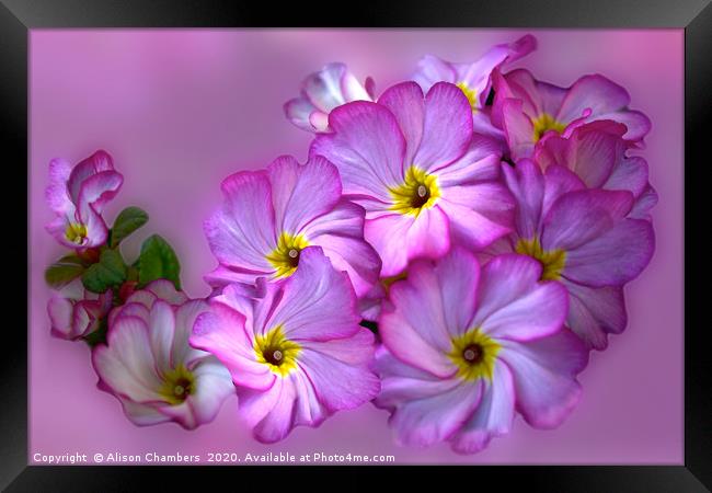 Primula Pink Twirls Framed Print by Alison Chambers