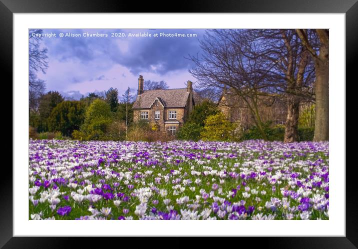 Crocus Cottage Framed Mounted Print by Alison Chambers